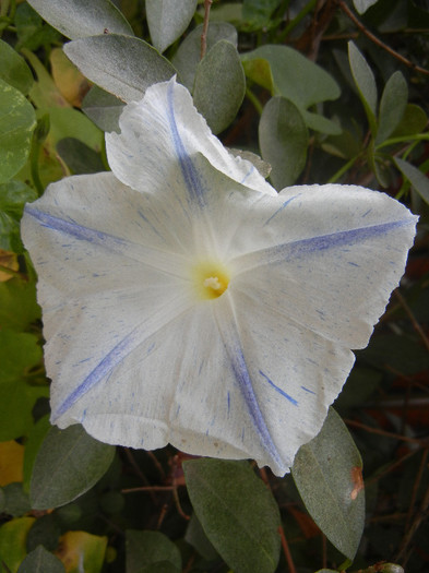 Ipomoea Flying Saucers (2012, Oct.04) - Flying Saucers