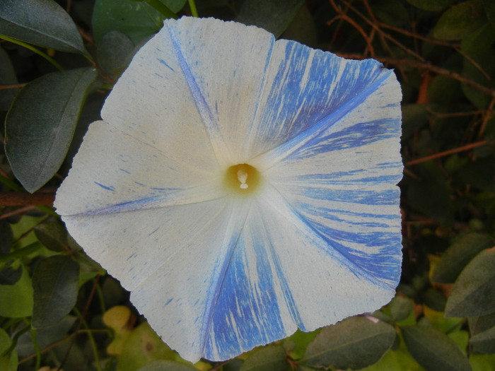 Ipomoea Flying Saucers (2012, Oct.05) - Flying Saucers