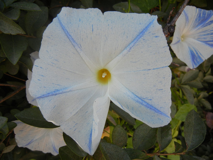 Ipomoea Flying Saucers (2012, Oct.05) - Flying Saucers