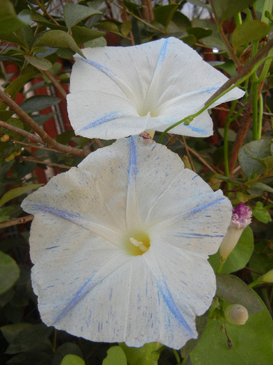 Ipomoea Flying Saucers (2012, Oct.05) - Flying Saucers