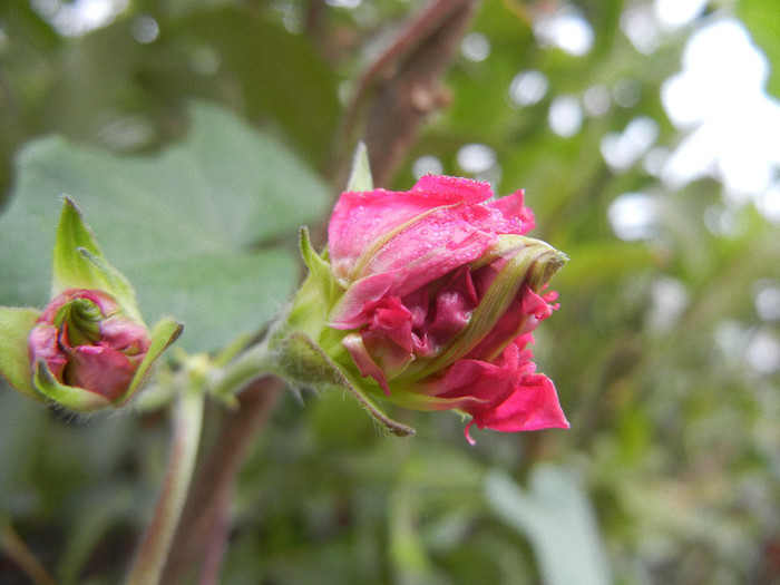 Double Pink Morning Glory (2012, Oct.03) - Double Pink Ipomoea Nil