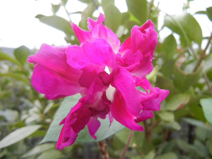 Double Pink Morning Glory (2012, Oct.03) - Double Pink Ipomoea Nil