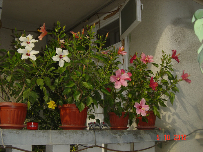 Picture 499 - 09-2012-HIBISCUS