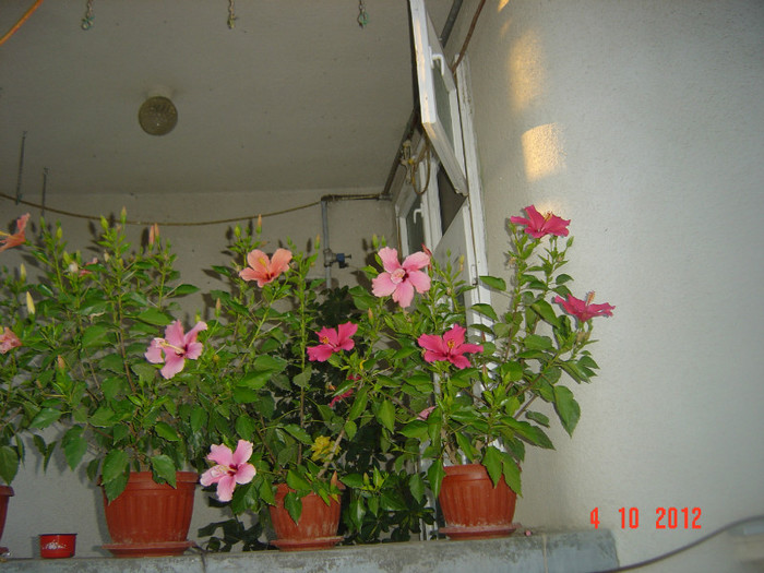 Picture 492 - 09-2012-HIBISCUS