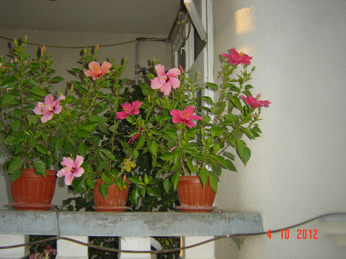 Picture 493 - 09-2012-HIBISCUS