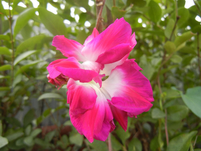 Double Pink Morning Glory (2012, Oct.04) - Double Pink Ipomoea Nil