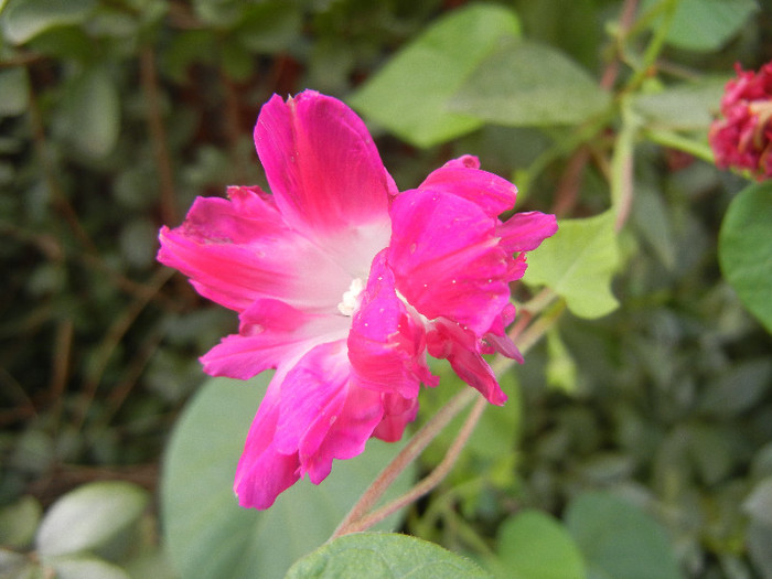 Double Pink Morning Glory (2012, Oct.04) - Double Pink Ipomoea Nil