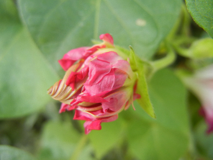Double Pink Morning Glory (2012, Oct.04) - Double Pink Ipomoea Nil