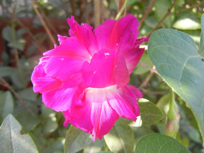 Double Pink Morning Glory (2012, Oct.05) - Double Pink Ipomoea Nil
