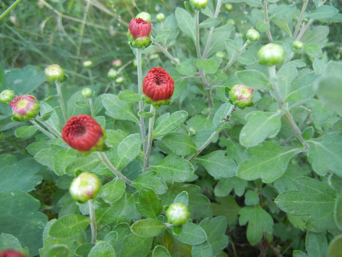 Terracotta Chrysanth (2012, Sep.28) - Terracotta Chrysanthemum