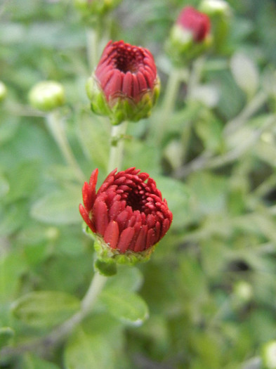 Terracotta Chrysanth (2012, Sep.30)