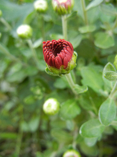 Terracotta Chrysanth (2012, Sep.30) - Terracotta Chrysanthemum