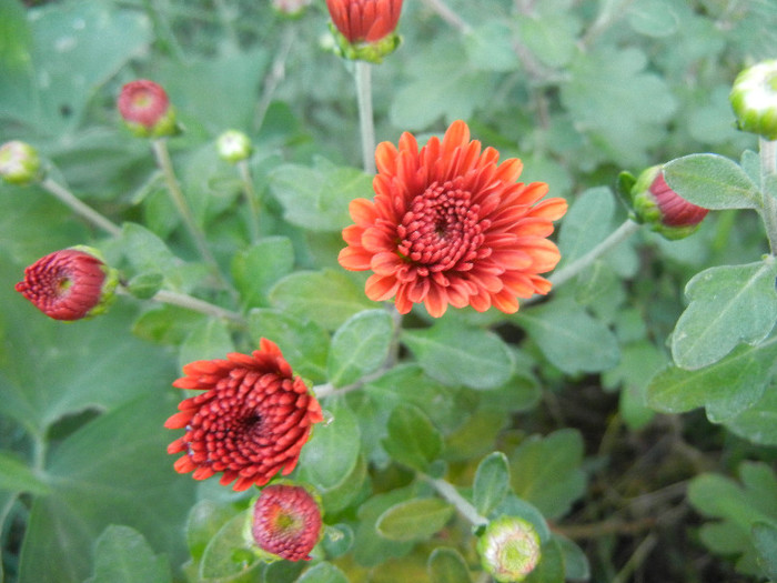 Terracotta Chrysanth (2012, Oct.01)