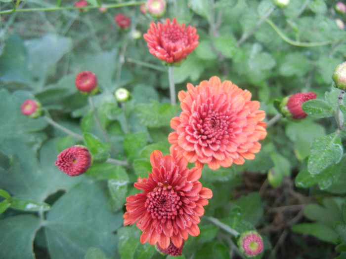 Terracotta Chrysanth (2012, Oct.03) - Terracotta Chrysanthemum