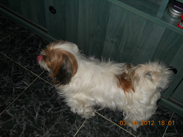 03.10.2012 001 - FLORILE MELE 2012