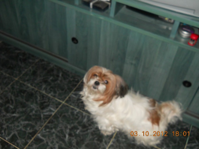 03.10.2012 002 - FLORILE MELE 2012