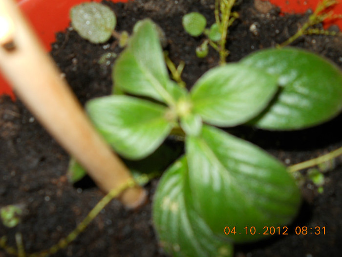 04.10.2012 001 - FLORILE MELE 2012