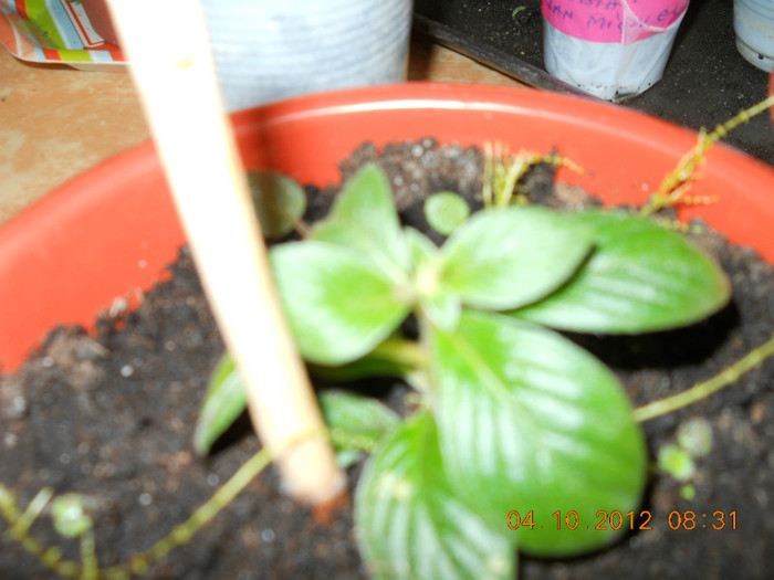 04.10.2012 002 - FLORILE MELE 2012