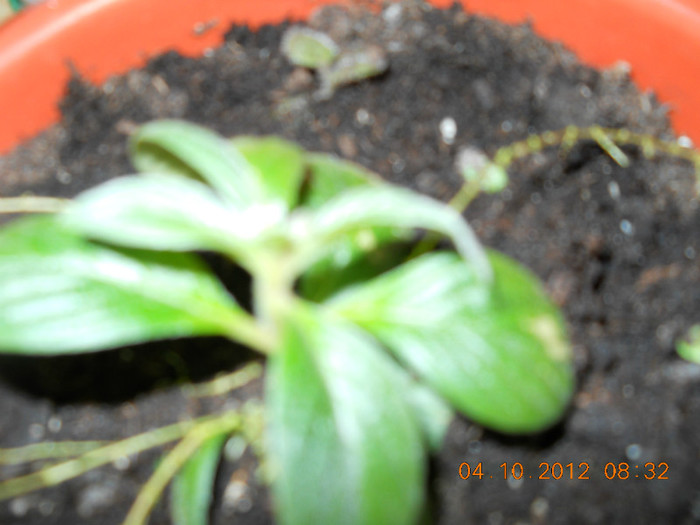 04.10.2012 003 - FLORILE MELE 2012