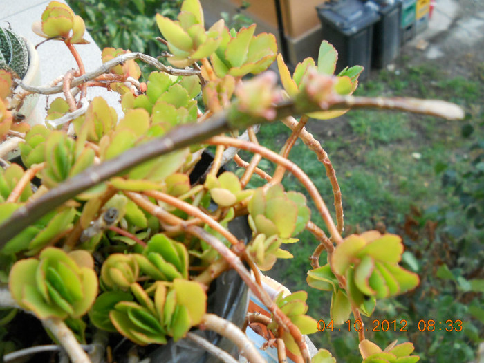 04.10.2012 010 - FLORILE MELE 2012