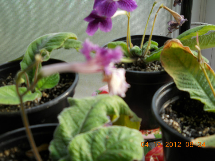04.10.2012 014 - FLORILE MELE 2012