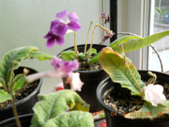 04.10.2012 015 - FLORILE MELE 2012