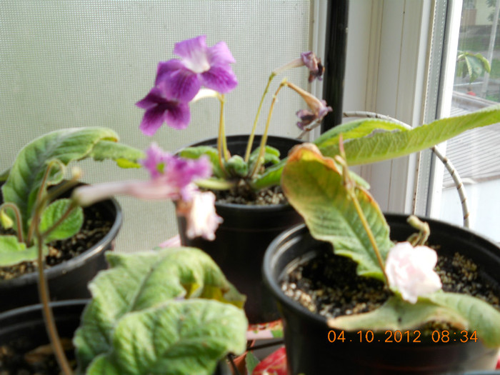 04.10.2012 016 - FLORILE MELE 2012