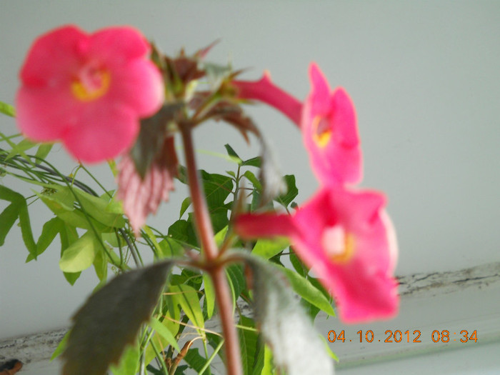 04.10.2012 017 - FLORILE MELE 2012