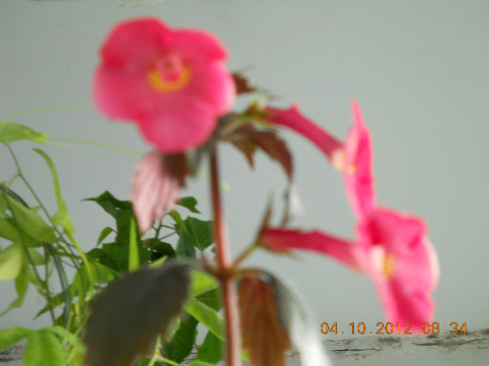 04.10.2012 018 - FLORILE MELE 2012