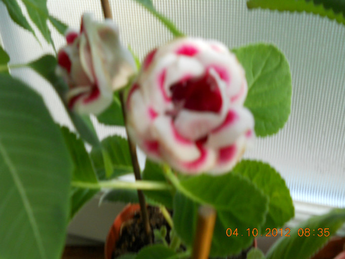 04.10.2012 020 - FLORILE MELE 2012