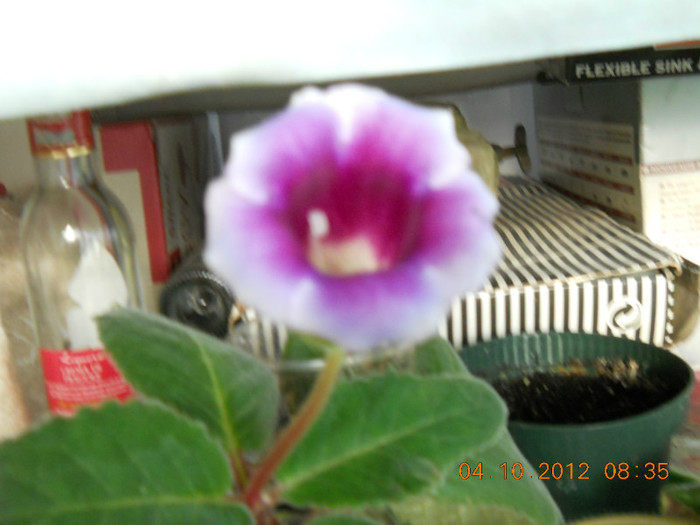04.10.2012 021 - FLORILE MELE 2012