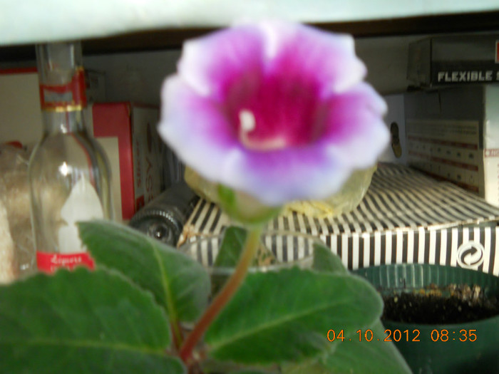 04.10.2012 022 - FLORILE MELE 2012