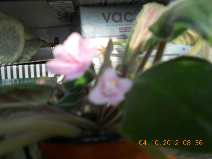 04.10.2012 025 - FLORILE MELE 2012