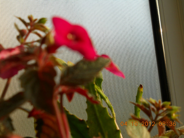 04.10.2012 026 - FLORILE MELE 2012