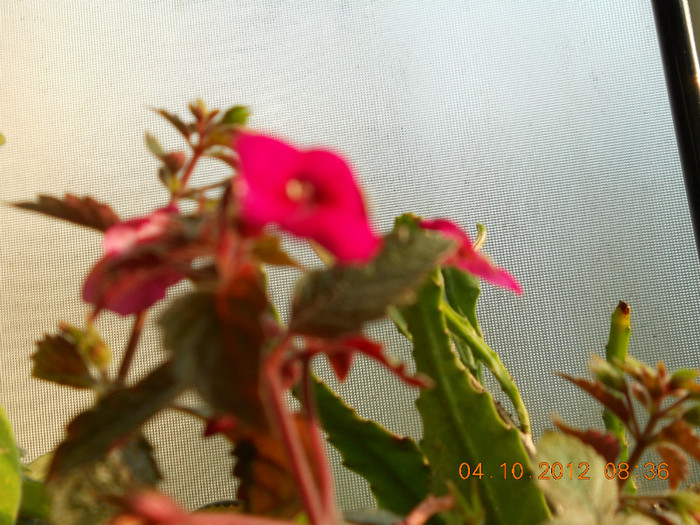 04.10.2012 027 - FLORILE MELE 2012