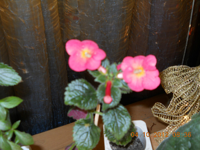 04.10.2012 030 - FLORILE MELE 2012