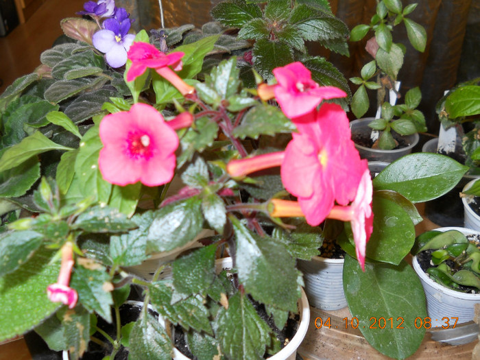 04.10.2012 033 - FLORILE MELE 2012