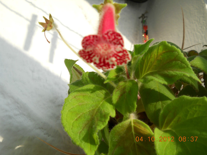 04.10.2012 036 - FLORILE MELE 2012