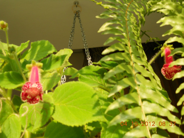 04.10.2012 037 - FLORILE MELE 2012