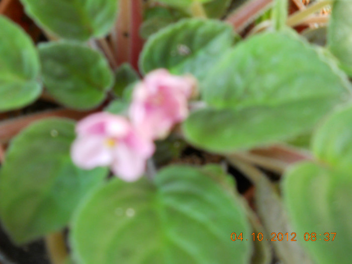 04.10.2012 039 - FLORILE MELE 2012