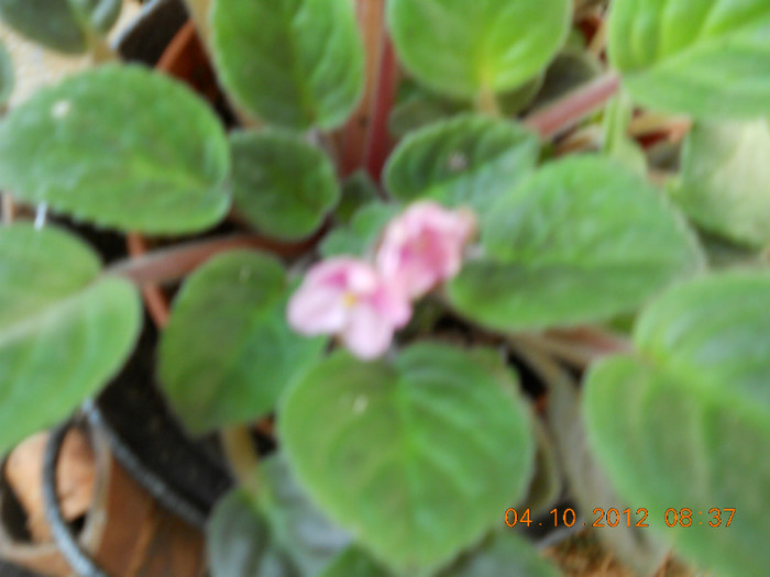04.10.2012 040 - FLORILE MELE 2012