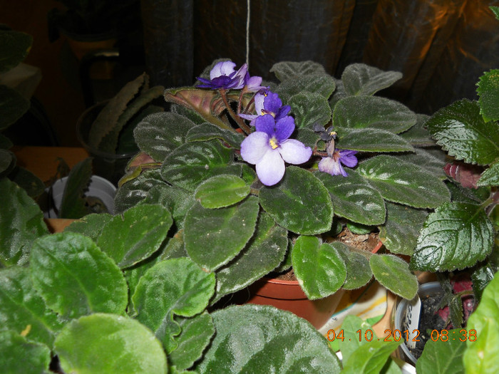 04.10.2012 041 - FLORILE MELE 2012