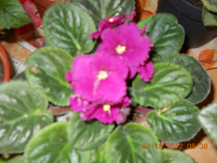04.10.2012 043 - FLORILE MELE 2012