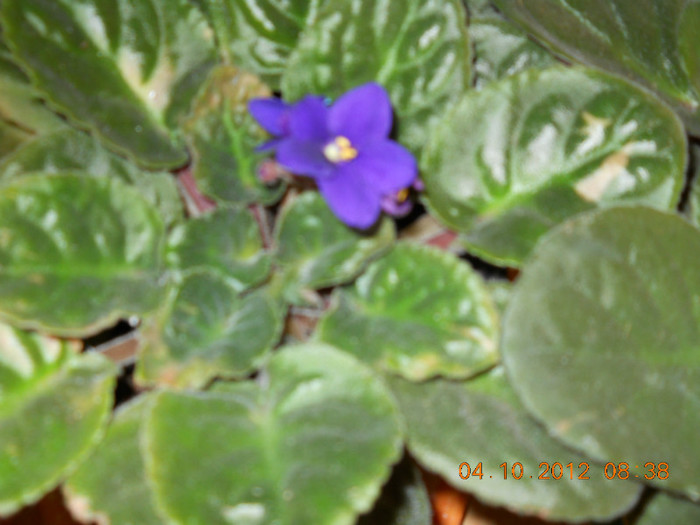 04.10.2012 044 - FLORILE MELE 2012