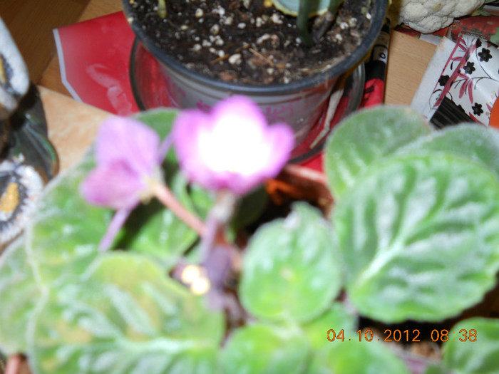 04.10.2012 045 - FLORILE MELE 2012