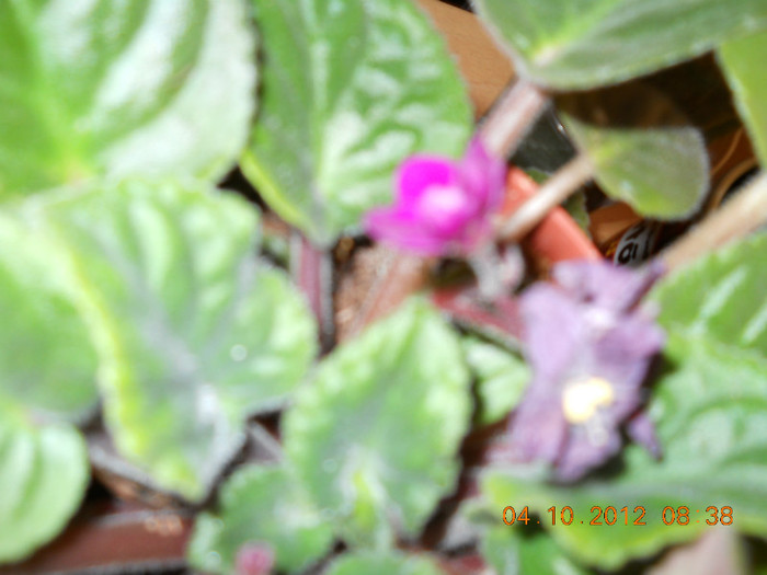 04.10.2012 046 - FLORILE MELE 2012