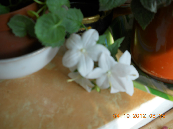 04.10.2012 047 - FLORILE MELE 2012