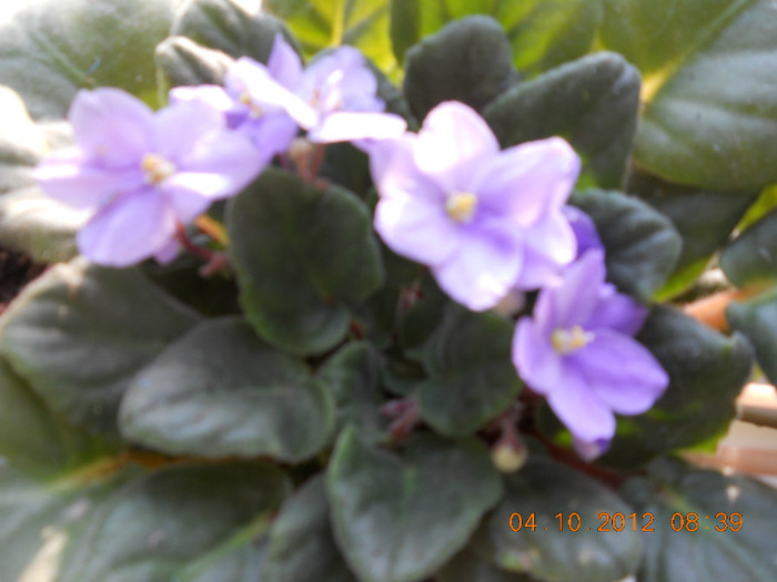 04.10.2012 050 - FLORILE MELE 2012