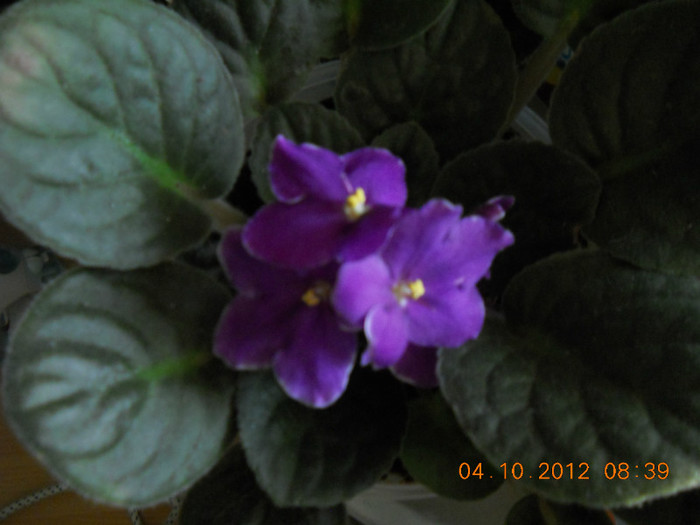 04.10.2012 052 - FLORILE MELE 2012