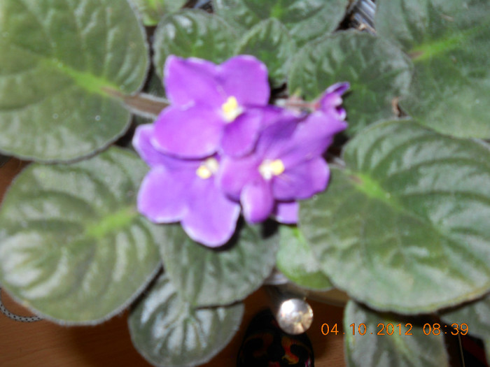 04.10.2012 053 - FLORILE MELE 2012